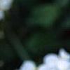 Arabis caucasica 'Snow cap', flowers