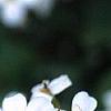 Arabis caucasica 'Snow cap', flowers