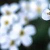 Arabis caucasica 'Snow cap', flowers