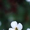 Arabis caucasica 'Snow cap', flowers
