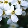 Arabis caucasica 'Snow cap', flowers