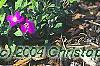 Aubrieta deltoidea 'Cascade Red', habit