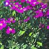 Aubrieta deltoidea 'Cascade Red', habit