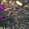 Aubrieta deltoidea 'Cascade Red', habit
