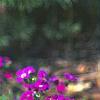 Aubrieta deltoidea 'Cascade Red', habit