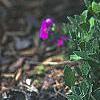 Aubrieta deltoidea 'Cascade Red', habit