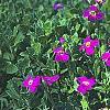 Aubrieta deltoidea 'Cascade Red', habit