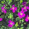 Aubrieta deltoidea 'Cascade Red', flowers