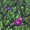 Aubrieta deltoidea 'Cascade Red', flowers