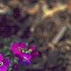 Aubrieta deltoidea 'Cascade Red', flowers