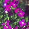 Aubrieta deltoidea 'Cascade Red', flowers