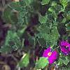 Aubrieta deltoidea 'Cascade Red', flowers