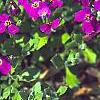 Aubrieta deltoidea 'Cascade Red', flowers