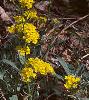 Aurinia saxatilis, habit