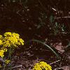 Aurinia saxatilis, habit