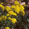 Aurinia saxatilis, habit