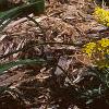 Aurinia saxatilis, habit