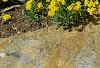Aurinia saxatilis, habit