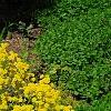 Aurinia saxatilis, habit