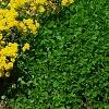 Aurinia saxatilis, habit