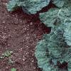 Brassica oleracea (Capitata group), habit