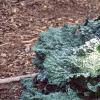 Brassica oleracea (Capitata group), habit