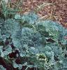 Brassica oleracea (Capitata group), habit