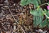Brassica oleracea (Acephala group), habit
