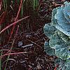 Brassica oleracea (Acephala group), habit