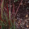 Brassica oleracea (Acephala group), habit