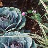 Brassica oleracea (Acephala group), habit