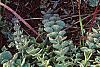Brassica oleracea (Acephala group), habit