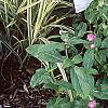 Brassica oleracea (Acephala group), habit