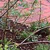 Brassica rapa 'Joi Choi', habit