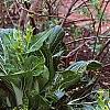 Brassica rapa 'Joi Choi', habit