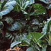 Brassica rapa 'Joi Choi', habit