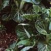 Brassica rapa 'Joi Choi', habit