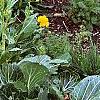 Brassica rapa 'Joi Choi', habit