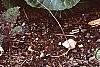 Brassica rapa 'Joi Choi', habit