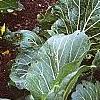 Brassica rapa 'Joi Choi', habit