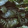 Brassica rapa 'Joi Choi', habit