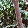 Brassica rapa 'Joi Choi', habit