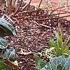 Brassica rapa 'Joi Choi', habit