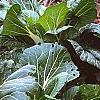Brassica rapa 'Joi Choi', habit