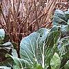 Brassica rapa 'Joi Choi', habit