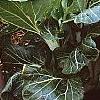 Brassica rapa 'Joi Choi', habit