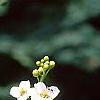 Crambe cordifolia, flowers