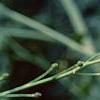 Crambe cordifolia, flowers