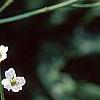 Crambe cordifolia, flowers