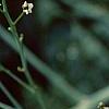 Crambe cordifolia, flowers
